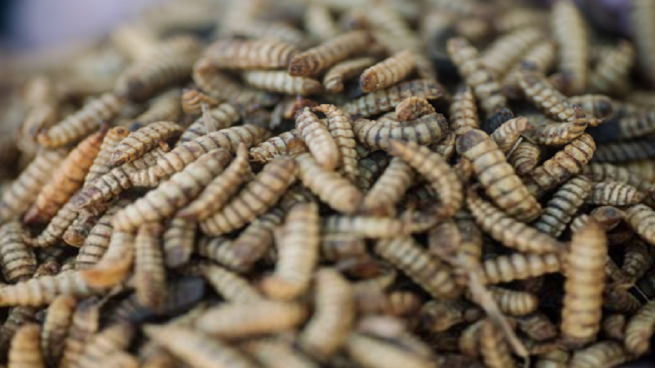 Ấu trùng ruồi lính đen: Tiết kiệm được 7,5 tấn carbon trên mỗi tấn phân bón được sản xuất.
