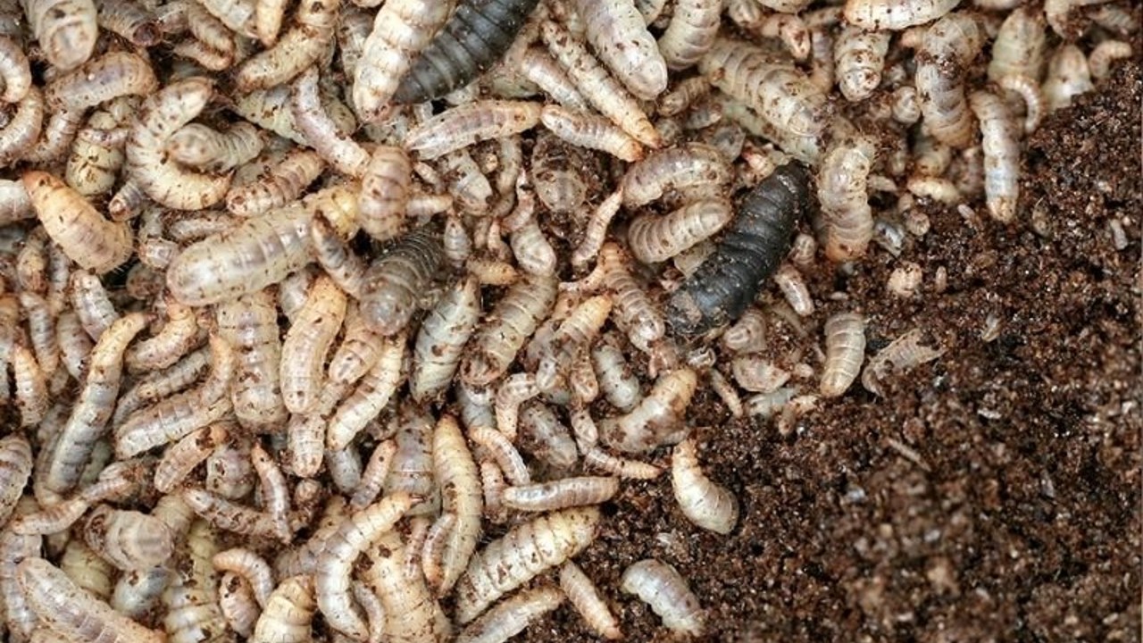 Ấu trùng Ruồi Lính Đen: Vừa là thức ăn chăn nuôi, vừa là cứu thế giới