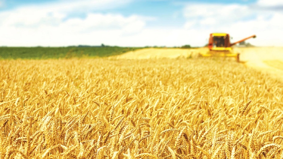 [CBOT 28.05.2024] Tình trạng sương giá ở Nga khiến giá lúa mì tăng cao