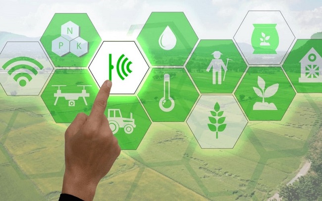 Mô hình nông nghiệp công nghệ cao phát huy hiệu quả  Báo Cần Thơ Online