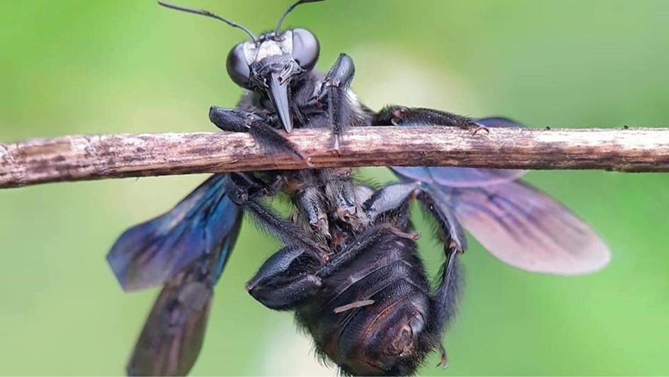 Nuôi ấu trùng ruồi lính đen để chăn nuôi sạch giảm chi phí  Thông Tin  Khác  Trung Tâm Khuyến Nông