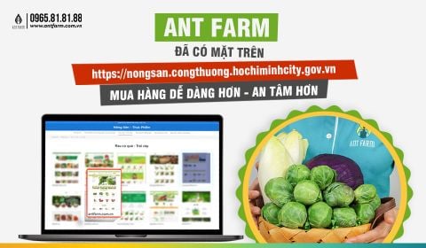 ANT FARM ĐÃ CÓ MẶT TRÊN WEBSITE MUA SẮM ONLINE CỦA SỞ CÔNG THƯƠNG