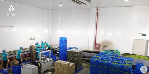 CHANH XANH KHÔNG HẠT CHẤT LƯỢNG CAO