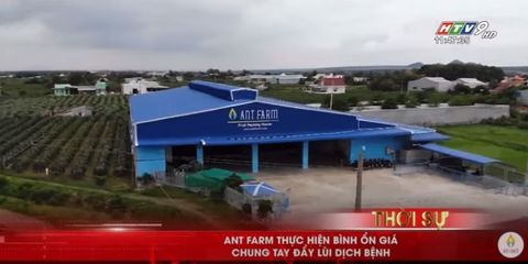 ANT FARM CHUNG TAY BÌNH ỔN GIÁ RAU XANH