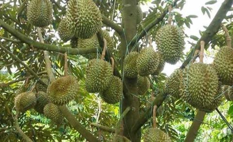 NƠI BÁN SẦU RIÊNG MUSANG KING TPHCM CHẤT LƯỢNG