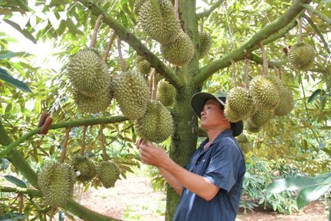 BƠ VÀ SẦU RIÊNG ĐẮK LẮK CẦN NỔ LỰC ĐẨY MẠNH TIÊU THỤ