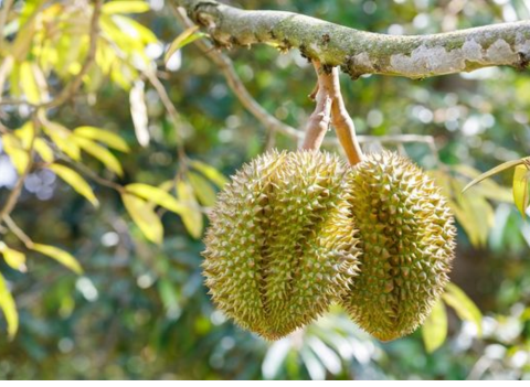 DURIAN EXPORTS EXPERIENCE EXPLOSIVE GROWTH