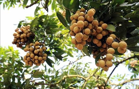 LƯỢNG NHÃN TIÊU THỊ CÒN Ở MỨC KHIÊM TỐN