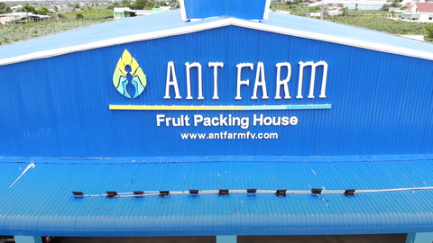 GIỚI THIỆU ANT FARM