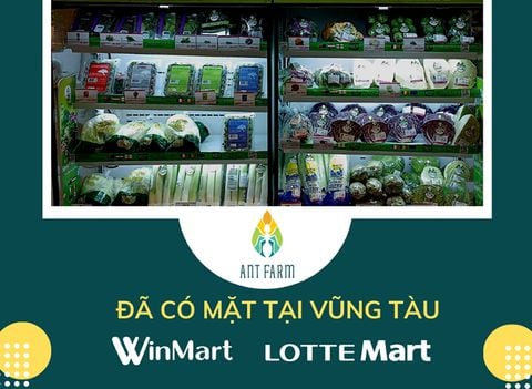 RAU SẠCH NHẬP KHẨU ANT FARM ĐÃ CÓ MẶT TẠI WINMART VÀ LOTTE VŨNG TÀU