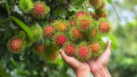 When Is Rambutan In Reason? Health Benefits Of Rambutan