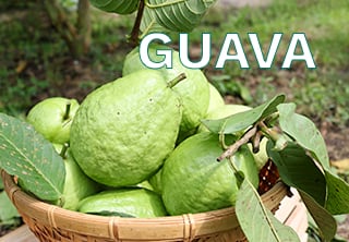 GUAVA FARM