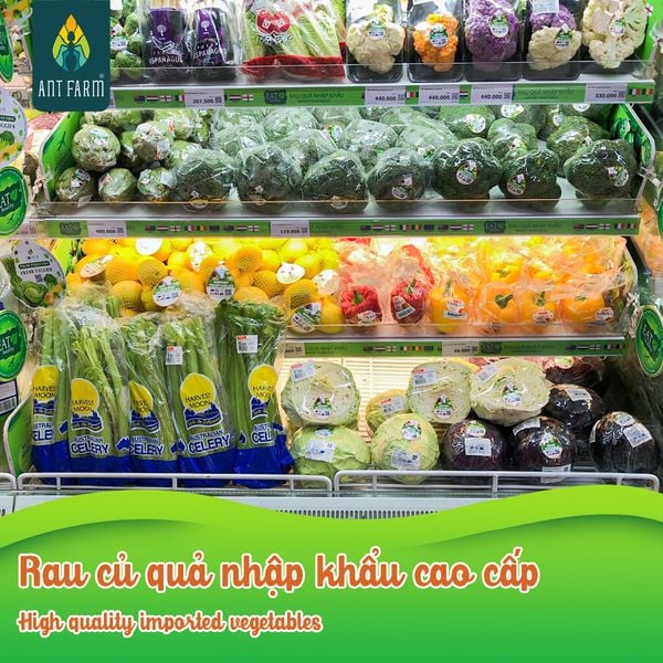 Ant Farm's imported cabbage is currently available at supermarkets in HCMC