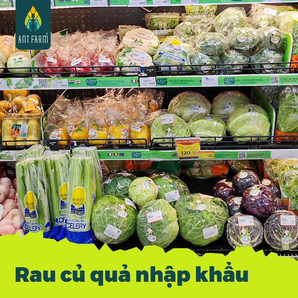 Bắp cải xanh phân phối tại siêu thị lớn