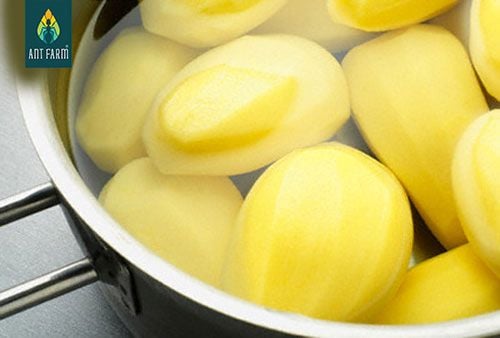 Luộc khoai làm khoai tây nghiền