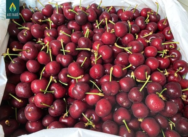 Cherry có nhiều công dụng cho sức khỏe