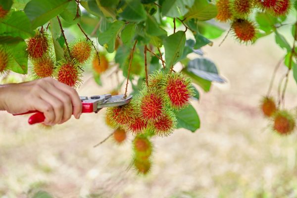 Rambutan exports is providing jobs for farmers and businesses