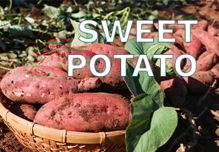 SWEET POTATOES