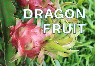 DRAGON FRUIT