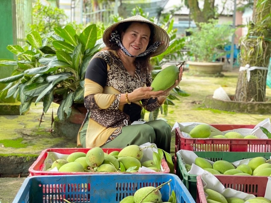 Đáp ứng tiêu chuẩn mã số vùng trồng: Xoài Đồng Tháp được ưa chuộng