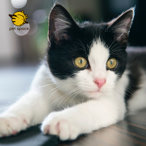 Bí kíp huấn luyện mèo ngoan