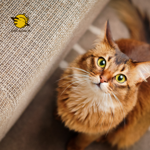 Gợi ý 4 bước cơ bản chăm sóc mèo sau triệt sản