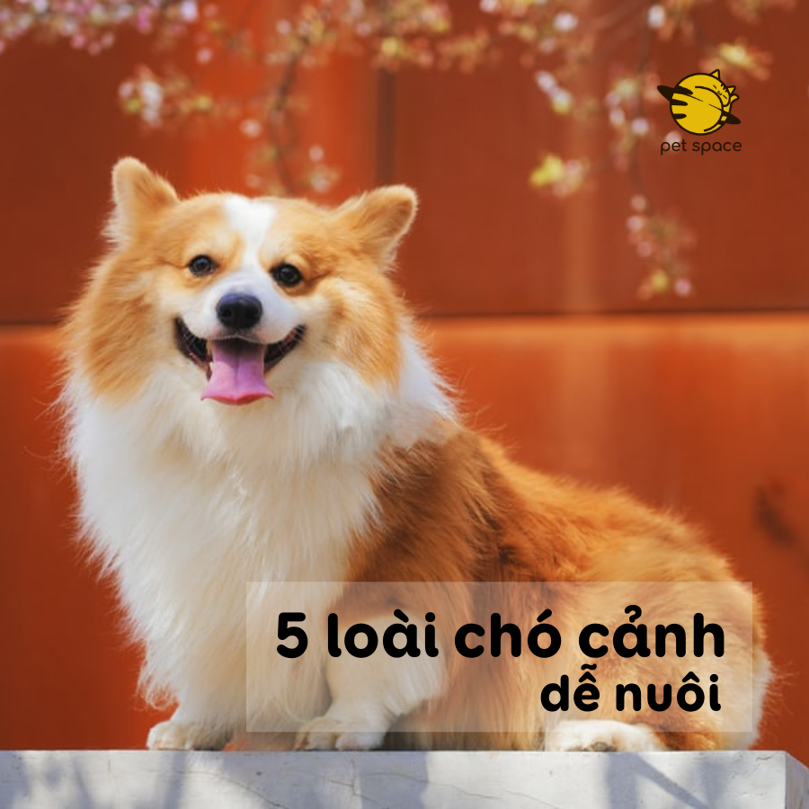 Top 5 loại chó cảnh dễ nuôi – Petspace.vn