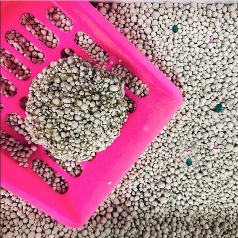 Làm thế nào để làm sạch khay cát cho mèo đúng chuẩn