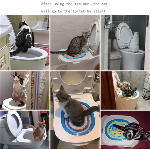 Bảy bước huấn luyện mèo đi vệ sinh vào bồn cầu