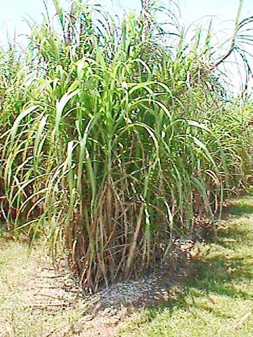 Chảy gôm, chảy mủ, ứa nhựa - Sugarcane gumming disease