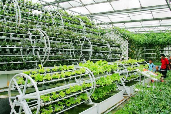 Điểm qua 3 ý tưởng nông nghiệp xanh sạch mang lại lợi nhuận cao
