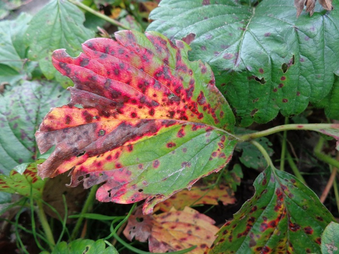Bệnh chấm đỏ lá, vết phồng trên đậu - Xanthomonas campestris pv. phaseoli (Smith) Dowson.