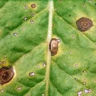 Đốm mắt cua cây thuốc lá - Cercospora nicotianea