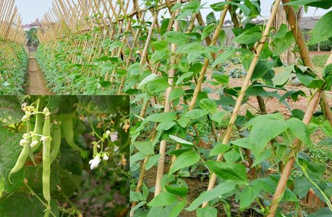 Cách trồng đậu cove leo ở ban công