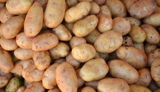 Ghẻ sao khoai tây - Spongospora subterranean