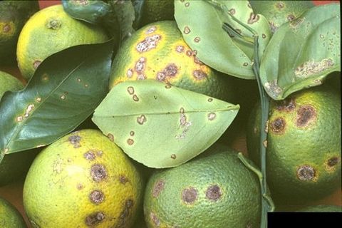 Bệnh loét, đốm lá, vi khuẩn - Xanthomonas campestris