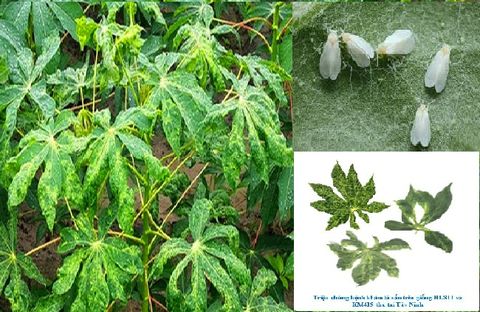 Bệnh khảm lá sắn - Tên khoa học: Sri Lanka Cassava Mosaic Virus