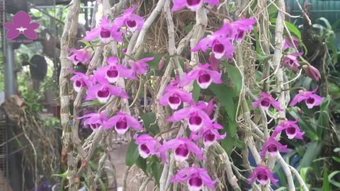 Hoa lan trầm – Cách trồng và chăm sóc hoa lan trầm
