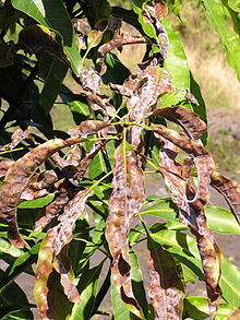 Phấn trắng hại xoài - Oidium mangiferae Perther