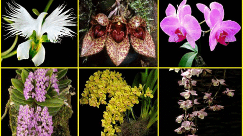 Top 20 loại hoa phong lan siêu đẹp có thể bạn chưa biết