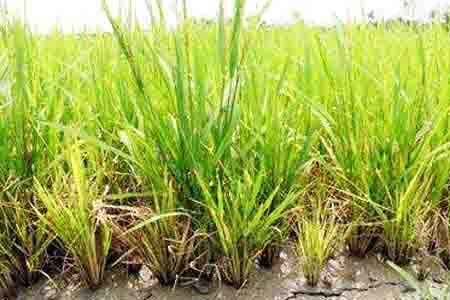 Vàng lùn, virus lúa cỏ - Rice Grassy Stunt Virus (RGSV)