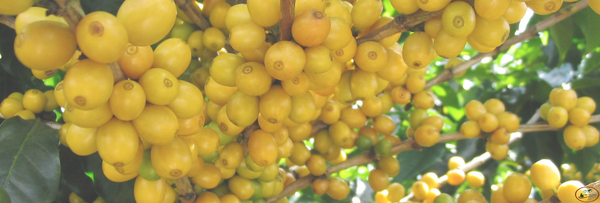 DO YOU REALLY KNOW ABOUT COFFEE?