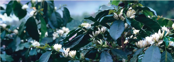 DOES THIS LAND HAVE A GOOD COFFEE?