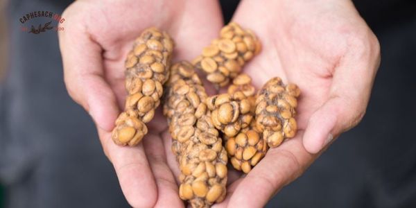 Cafe chồn được sản xuất như thế nào?