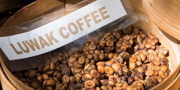 Cafe chồn là gì?