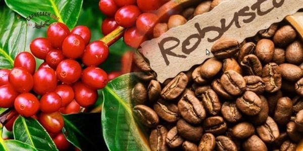 Cà phê Robusta