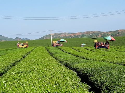 Một mùa trà mới của Satoen