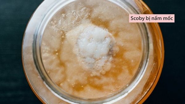 Scoby bị hư - Những rủi ro khi làm kombucha bạn cần biết – Trà thủy sâm  Komboo