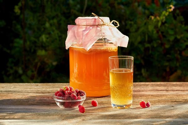 Kombucha giấm táo