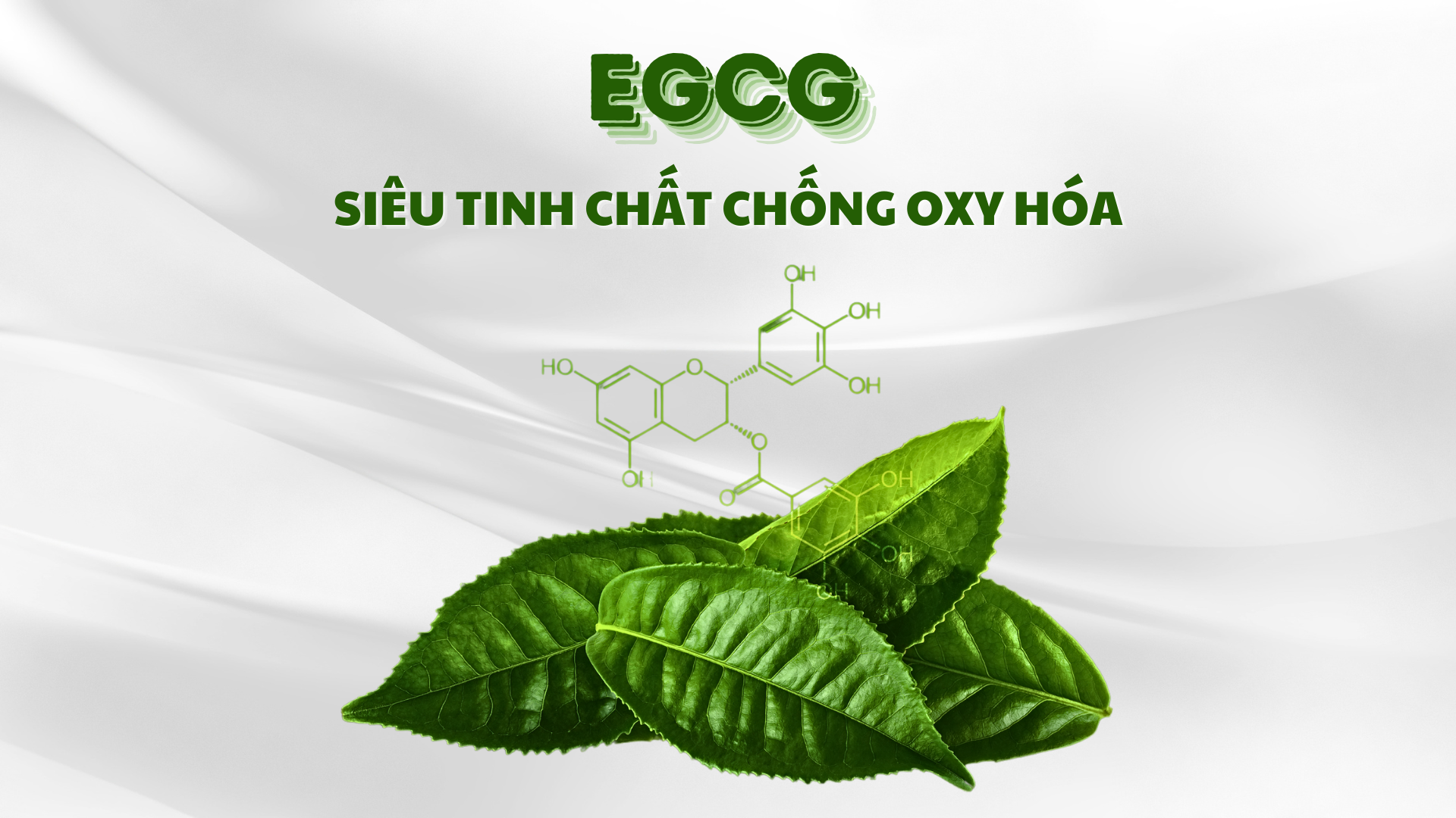 EGCG - Siêu Chất Chống Oxy Hóa: Bí Mật Của Thiên Nhiên